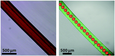 Graphical abstract: Microfluidic fabrication of chitosan microfibers with controllable internals from tubular to peapod-like structures