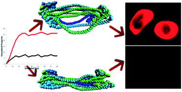 Graphical abstract: The effects of solvent composition on the affinity of a peptide towards hair keratin: experimental and molecular dynamics data