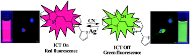 Graphical abstract: Ratiometric fluorescent and chromogenic chemodosimeter for cyanide detection in water and its application in bioimaging