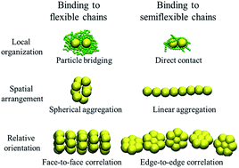 Graphical abstract: Binding to semiflexible polymers: a novel method to control the structures of small numbers of building blocks