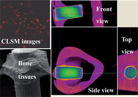 Graphical abstract: MC3T3-E1 cells' response and osseointegration of bioactive sphene–titanium oxide composite coatings fabricated by a hybrid technique of microarc oxidation and heat treatment on titanium