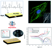 Graphical abstract: A novel pseudo-protein-based biodegradable coating for magnesium substrates: in vitro corrosion phenomena and cytocompatibility