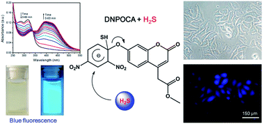 Graphical abstract: Highly sensitive and selective coumarin probe for hydrogen sulfide imaging in living cells