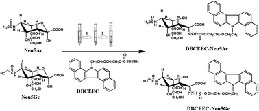 Graphical abstract: A novel, sensitive and convenient method for determination of sialic acids in human serum utilizing ultrasonic-assisted closed in-syringe hydrolysis and derivatization prior to high performance liquid chromatography