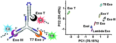 Graphical abstract: A triple-color fluorescent probe for multiple nuclease assays