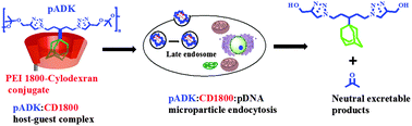 Graphical abstract: A biodegradable adamantane polymer with ketal linkages in its backbone for gene therapy