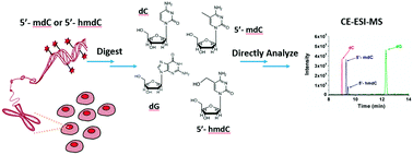 Graphical abstract: Ultrasensitive determination of 5-methylcytosine and 5-hydroxymethylcytosine in genomic DNA by sheathless interfaced capillary electrophoresis–mass spectrometry