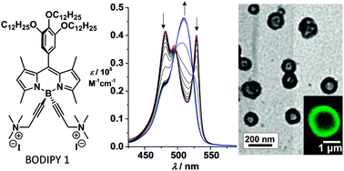 Graphical abstract: Aqueous self-assembly of a charged BODIPY amphiphile via nucleation–growth mechanism