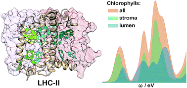 Graphical abstract: Insights into colour-tuning of chlorophyll optical response in green plants