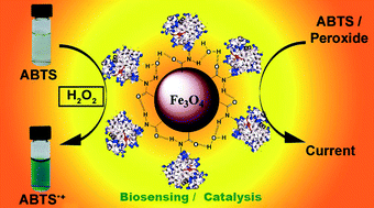 Graphical abstract: Stability, scalability, and reusability of a volume efficient biocatalytic system constructed on magnetic nanoparticles