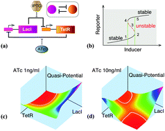 Graphical abstract: Build to understand: synthetic approaches to biology