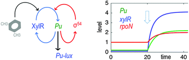 Graphical abstract: Rationally rewiring the connectivity of the XylR/Pu regulatory node of the m-xylene degradation pathway in Pseudomonas putida