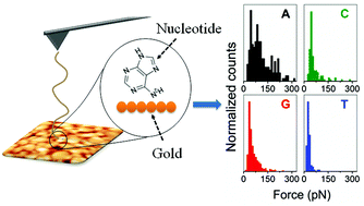 Graphical abstract: Unraveling the complexity of the interactions of DNA nucleotides with gold by single molecule force spectroscopy