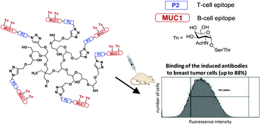 Graphical abstract: Enhanced immunogenicity of multivalent MUC1 glycopeptide antitumour vaccines based on hyperbranched polymers