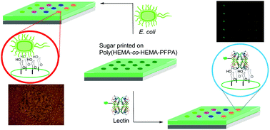 Graphical abstract: Fabrication of carbohydrate microarrays on a poly(2-hydroxyethyl methacrylate)-based photoactive substrate