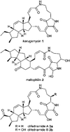 Graphical abstract: Synthesis of the AB ring system of clifednamide utilizing Claisen rearrangement and Diels–Alder reaction as key steps