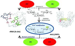Graphical abstract: Selective modification of the 3′′-amino group of kanamycin prevents significant loss of activity in resistant bacterial strains