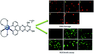 Graphical abstract: Cytotoxicity in vitro, cell migration and apoptotic mechanism studies induced by ruthenium(ii) complexes
