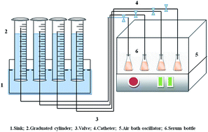 Graphical abstract: Optimization of key factors affecting biohydrogen production from microcrystalline cellulose by the co-culture of Clostridium acetobutylicum X9 + Ethanoigenens harbinense B2