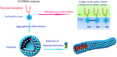 Graphical abstract: Properties and sodium salicylate induced aggregation behavior of a tail-branched cationic surfactant with a hydroxyl-containing hydrophilic head