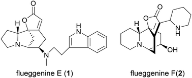 Graphical abstract: New Securinega alkaloids with anti-HIV activity from Flueggea virosa