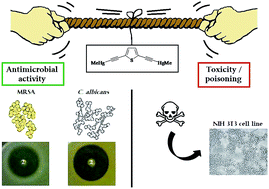 Graphical abstract: Antimicrobial and toxicological evaluations of binuclear mercury(ii)bis(alkynyl) complexes containing oligothiophenes and bithiazoles
