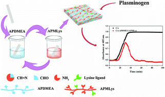Graphical abstract: Substrate-independent, Schiff base interactions to fabricate lysine-functionalized surfaces with fibrinolytic activity