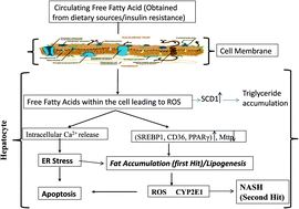 Graphical abstract: Palmitic acid induced lipotoxicity is associated with altered lipid metabolism, enhanced CYP450 2E1 and intracellular calcium mediated ER stress in human hepatoma cells