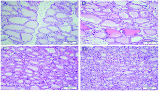 Graphical abstract: Effects of tris(1,3-dichloro-2-propyl)phosphate on pathomorphology and gene/protein expression related to thyroid disruption in rats