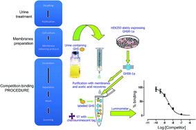 Graphical abstract: Comparison of three chemiluminescence detection methods for growth hormone secretagogues competitive receptor assay in urine