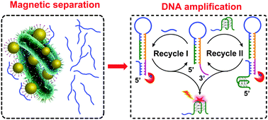 Graphical abstract: Simple and sensitive microbial pathogen detection using a label-free DNA amplification assay