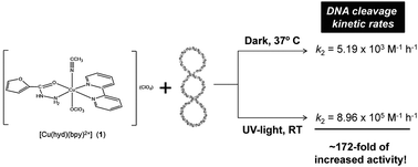 Graphical abstract: Tunable DNA cleavage activity promoted by copper(ii) ternary complexes with N-donor heterocyclic ligands