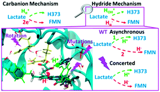 Graphical abstract: QM/MM study of l-lactate oxidation by flavocytochrome b2