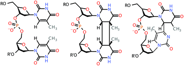 Graphical abstract: On the wavelength dependence of UV induced thymine photolesions: a synchrotron radiation circular dichroism study