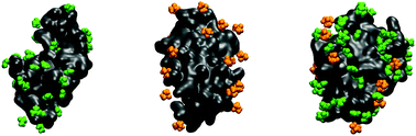 Graphical abstract: TMAO and urea in the hydration shell of the protein SNase