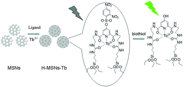 Graphical abstract: Molecular imaging of biothiols and in vitro diagnostics based on an organic chromophore bearing a terbium hybrid probe