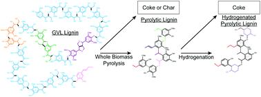 Graphical abstract: Functionality and molecular weight distribution of red oak lignin before and after pyrolysis and hydrogenation