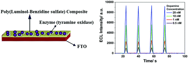 Graphical abstract: An electrochemiluminescent biosensor for dopamine detection using a poly(luminol–benzidine sulfate) electrode modified by tyramine oxidase