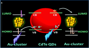Graphical abstract: Photoinduced 2-way electron transfer in composites of metal nanoclusters and semiconductor quantum dots