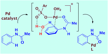 Graphical abstract: Palladium-catalysed directed C–H activation by anilides and ureas; water participation in a general base mechanism