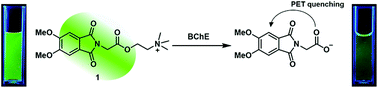 Graphical abstract: A direct assay of butyrylcholinesterase activity using a fluorescent substrate