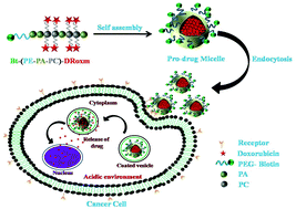 Graphical abstract: Polycarbonate-based biodegradable copolymers for stimuli responsive targeted drug delivery