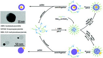 Graphical abstract: A one-pot approach using recyclable template to prepare dual-responsive yolk–shell or Janus-like nanoparticles