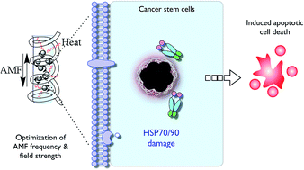 Graphical abstract: Optimization of magnetic hyperthermia effect for breast cancer stem cell therapy