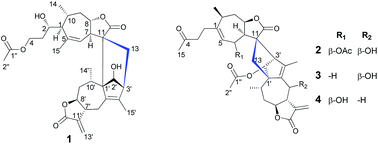Graphical abstract: Lineariifolianoids I–L, four rare sesquiterpene lactone dimers inhibiting NO production from Inula lineariifolia