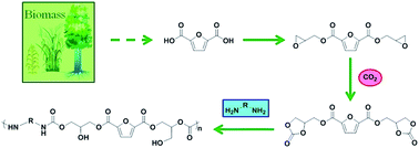 Graphical abstract: A novel 2,5-furandicarboxylic acid-based bis(cyclic carbonate) for the synthesis of biobased non-isocyanate polyurethanes