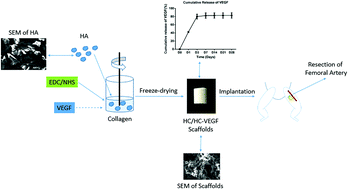 Graphical abstract: VEGF-loaded biomimetic scaffolds: a promising approach to improve angiogenesis and osteogenesis in an ischemic environment