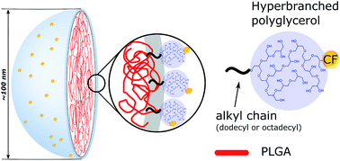 Graphical abstract: Amphiphilic hyperbranched polyglycerols in a new role as highly efficient multifunctional surface active stabilizers for poly(lactic/glycolic acid) nanoparticles