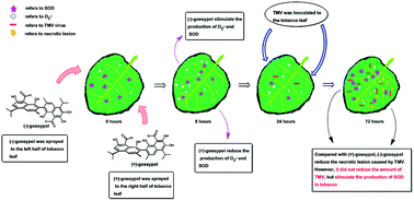 Graphical abstract: Antiviral activity and mechanism of gossypols: effects of the O2˙− production rate and the chirality