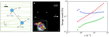 Graphical abstract: Two-point particle tracking microrheology of nematic complex fluids
